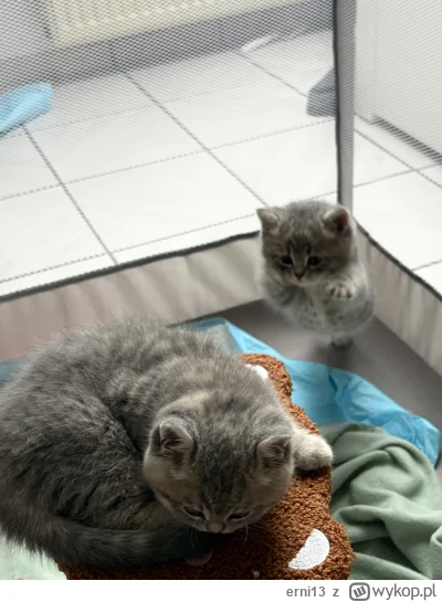 erni13 - Zrobiłem zdjęcie szybującego kota. Mam nadzieję, że będziecie mieli spokojni...