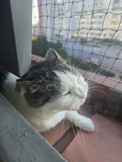 Solsith - @RicoElectrico: dziś okupacja balkonu(⌐ ͡■ ͜ʖ ͡■)