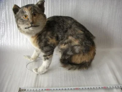 Essapierds2007 - Haram #famemma