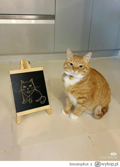 SmutnyKot - #dziwnekotki
