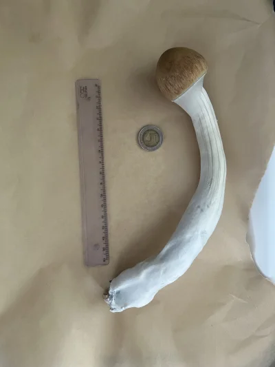 George_Floyd2137 - Jak ususzyć takiego 85 gramowego bydlaka? Na razie suszy się na ta...