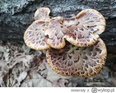 mineraly - Grzybowa smaczliwka już się pojawiła.
Żagiew łuskowata Polyporus squamosus...