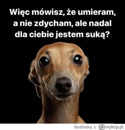 BezDobry - #heheszki #humorobrazkowy #smiesznypiesek #psiarze #bekazlewactwa