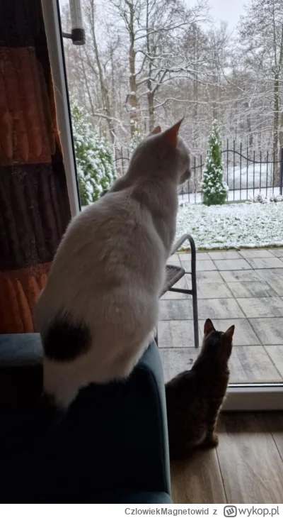 CzlowiekMagnetowid - No i tak to jest
#koty #pokazkota