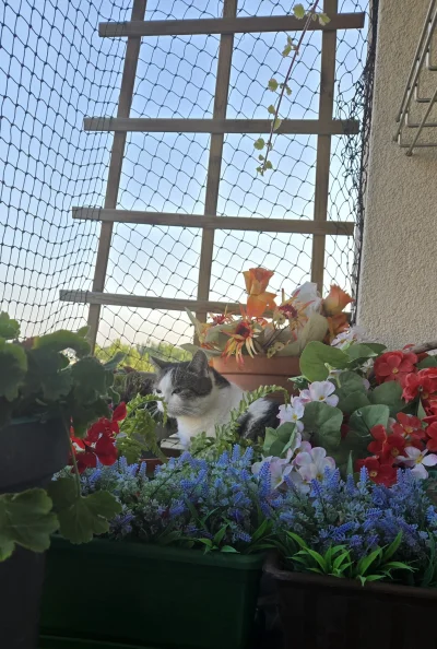 Solsith - #pokazkota #spaslak czuwa|૦ઁ෴૦ઁ|