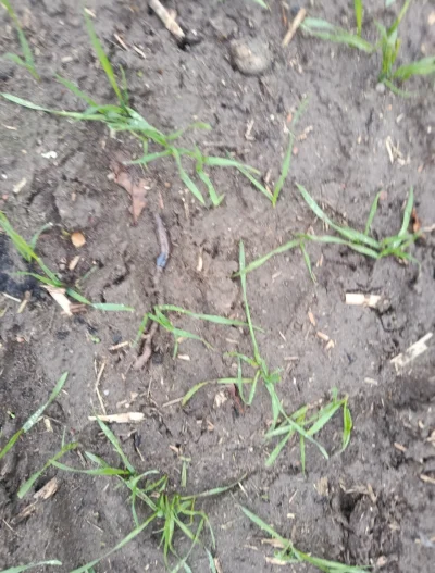 NaPagonieGwiazdkiTrzy - Duża dżdżownica. Sytuacja na polu wygląda w skrócie tak, dużo...