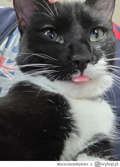 MarmoladaNykilor - #pchelkafanclub #kot