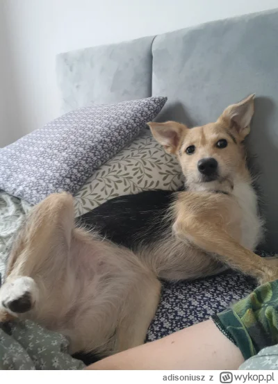 adisoniusz - Pracujemy se jusz 
#pokazpsa #pracbaza