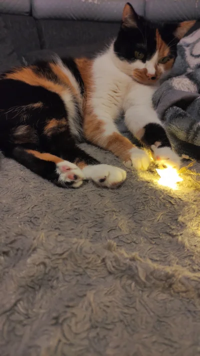 CatBaby - kot się rodzi, noc truchleje