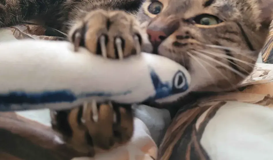 fuurin - @Momento83: dobra rybka