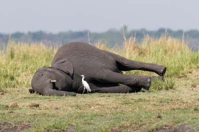 AlteredState - #mecz #lechia

Słoń zwalony