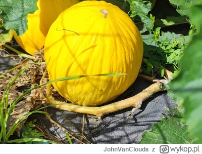 JohnVanClouds - @noniemogie: