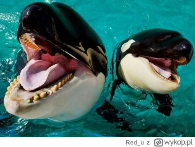 Red_u - "Sizing the Sharks, the lords of the sea"

( ͡° ͜ʖ ͡°)