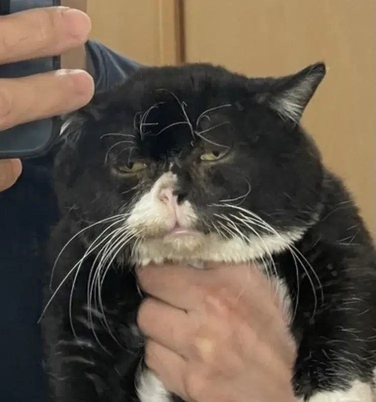 RitmoXL - #f1 Tsunoda