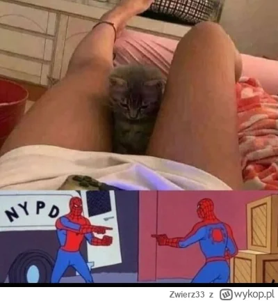 Zwierz33 - Kolejny kot ma większe doświadczenie z kobietami niż huopy. Oraz nie jedno...
