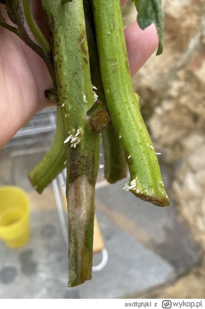 asdfghjkl - Dwa tygodnie temu wichura połamała mi kilka pomidorów. Pociełem na kilka ...