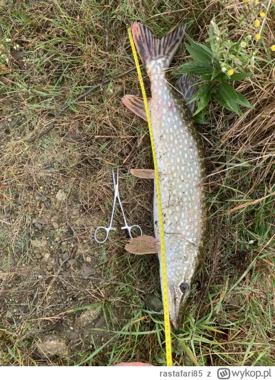 rastafari85 - Nareszcie, pierwszy zębaty ( ͡° ͜ʖ ͡°)
#wedkarstwo