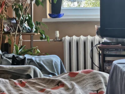 Wrrronika - Znowu coś knują

#koty #pokazkota