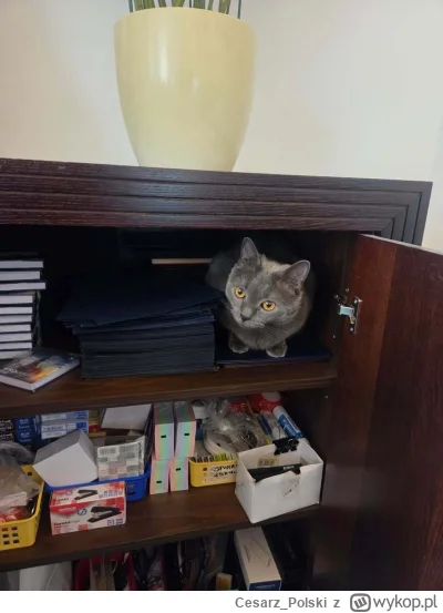 Cesarz_Polski - #kotekwrocek #wroclaw