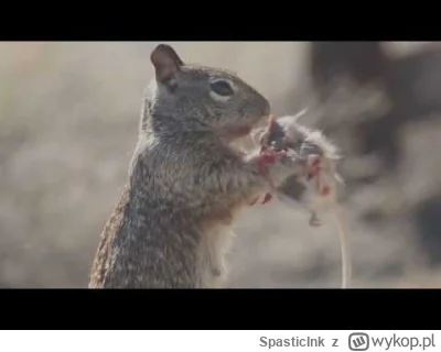 SpasticInk - @uirapuru: wiewiórki to predatory! Patrz na tego, jaki śfagier. Widzisz ...