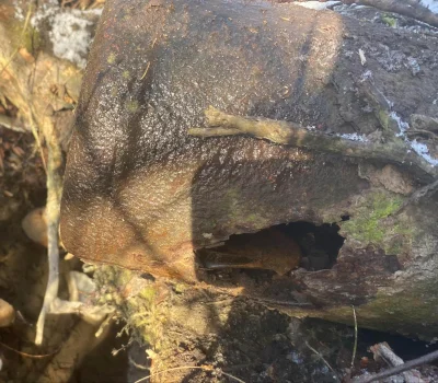 zarazusne - @zarazusne: