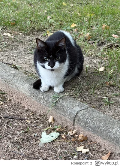 Rondpoint - @Rondpoint: