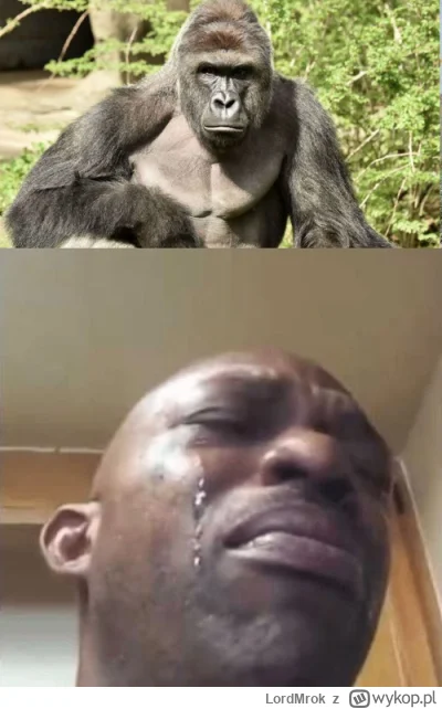 LordMrok - @SzuruSzur: