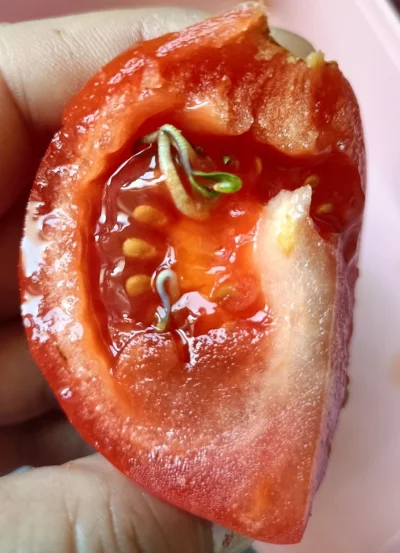 WrzeCiOna - #ogrodnictwo bywa ciekawe, jak nie wyciąganie, pod lupą, igieł z palca, t...