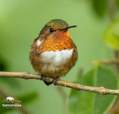 Lifelike - Rudaczek malutki (Selasphorus scintilla) [samiec]
Autor
#photoexplorer #fo...