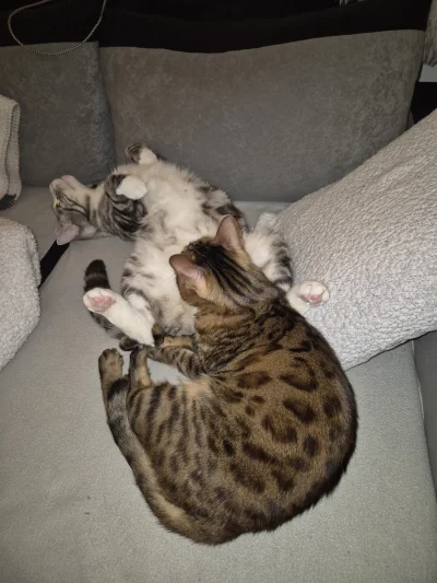 Lujdziarski - #pokazkota #dziarskikacperek Geje Boże, dzisiaj że sobą dwa razy leżeli...