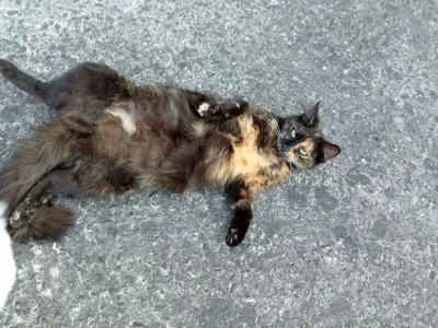 SatanWasa_Babyboomer - #kot #kitku #koty #koteczkizprzypadku #pokazkota #spierdotrip