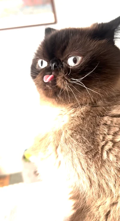 paczelok - #paczekot najlepiej by jakiś obiad zjeść