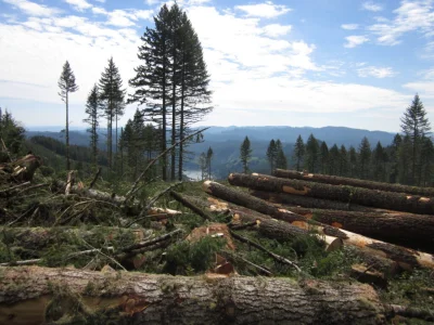 xaveri1983 - Oregon to mi się bardziej ze ścinką i zrywką drewna kojarzy i to w trudn...