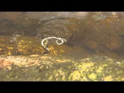 Apaturia - Postrach węży wodnych. Pluskwiaki wodne z rodziny Belostomatidae to najwię...
