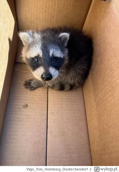 VigoVonHomburg_Deutschendorf - Znalazłem go w paczce
#szopeknadzis
