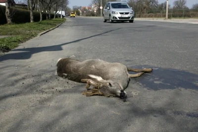 HrabiaTruposz - Obecnie jest tak, że jeśli np. jedziesz autem przez las, #!$%@? sarnę...