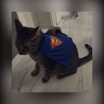 PannaBezSpiny - Mój bohater! 
#Kotbobek #pokazkota #koty