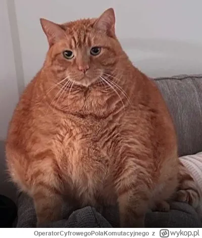 OperatorCyfrowegoPolaKomutacyjnego - @OgurRicc: 

Baltazar