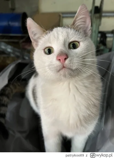 patrykoo09 - CO ŻEŚ POEDZIOŁ?! 

#pokazkota