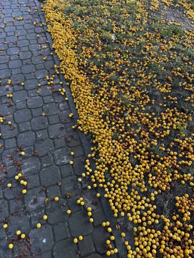 Zoyav - lubię wchodzić w mirabelki