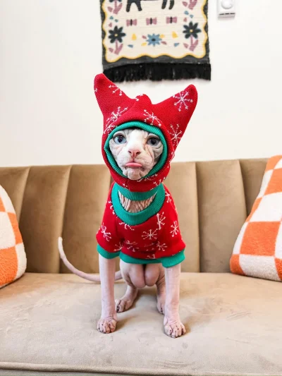 Altru - #heheszki #koty #kitku