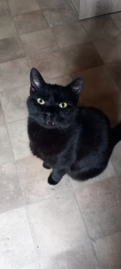 dos_badass - @powsinogaszszlaja: jeszcze w domu som słodkości, ale to słodkości niewy...