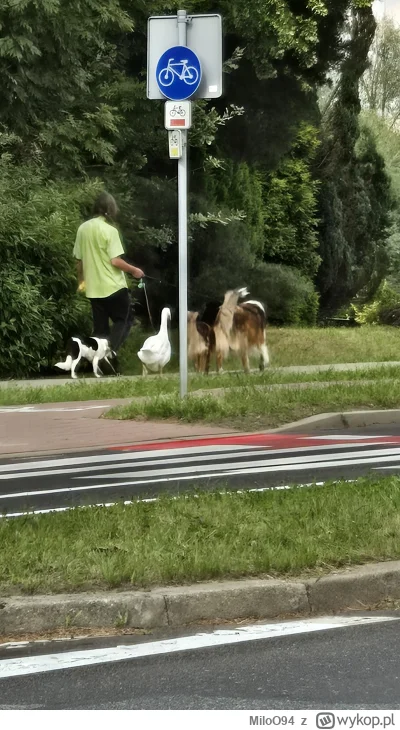 MiloO94 - Człowiek se jedzie autem i nagle widzi jak gościu wyprowadza sobie psy i gę...