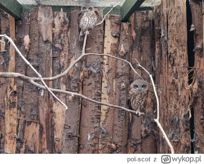pol-scot - Scottish Owl Center 
#sowysazajebiste #szkocja #zwierzaczki #ptaki