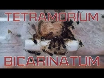 AntHunter - ???? Tetramorium bicarinatum - Karmienie świerszczem kubańskim Gryllus as...