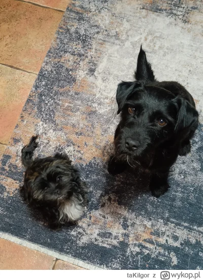 taKiIgor - @patryqo:  uśmiechnijcie się do wykopu