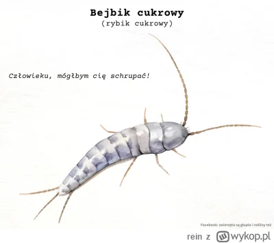 rein - Rybiki cukrowe to nasi łazienkowi przyjaciele. Ich gibkie srebrzyste ciała maj...
