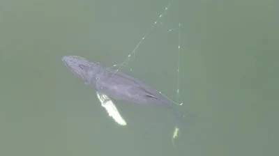 Lefty - ciekawe co go wywiało tak blisko brzegu w międzyzdrojach xd już go uwolnili 
...