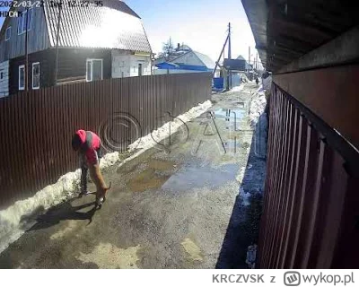 KRCZVSK - Pudel, sznaucer miniaturowy, grzywacz chiński, owczarek niemiecki... To tyl...