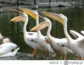 N.....B - @RomskaPaloUl_Laputa: jest niezerowa szansa że coś takiego się gdzieś mogło...